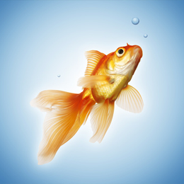 Briefmarken
des Themas Fische
'
Briefmarken
des Themas Fische
'