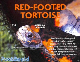 Red-Footed Tortoise s/s