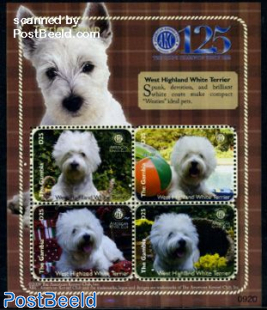 West Highland White Terrier 4v m/s