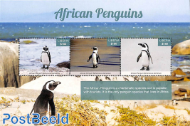 African Penguins 3v m/s