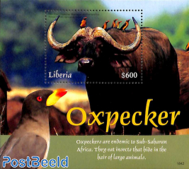 Oxpecker s/s