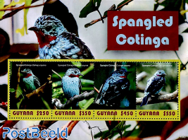 Spangled Cotinga 4v m/s