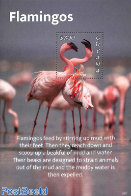 Flamingos s/s