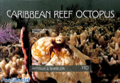 Caribbean Reef Octopus s/s