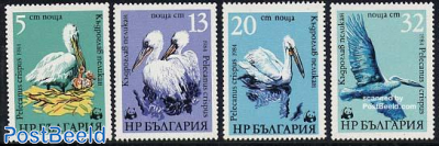 WWF, pelicans 4v