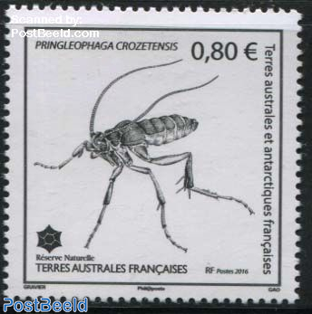 Insect 1v, Pringleophaga Crozetensis