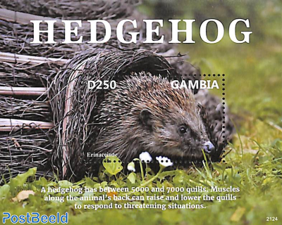 Hedgehog s/s