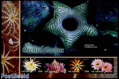 The orchid cactus 4v m/s