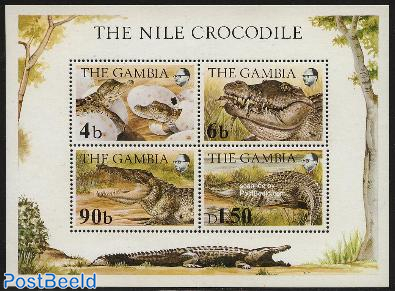 Nile crocodile s/s