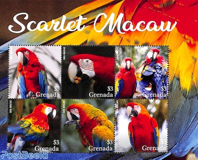 Scarlet Macaw 6v m/s