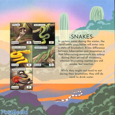 Snakes 5v m/s