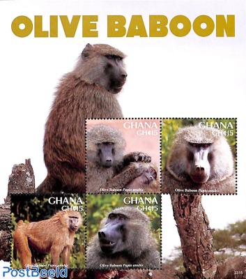Olive Baboon 4v m/s