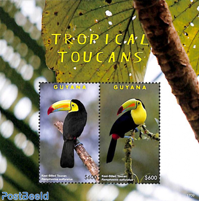 Tropical Toucans 2v m/s