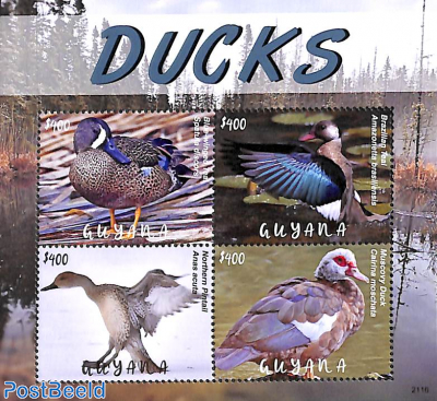 Ducks 4v m/s
