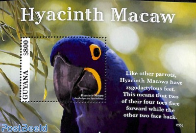 Hyacinth Macaw s/s