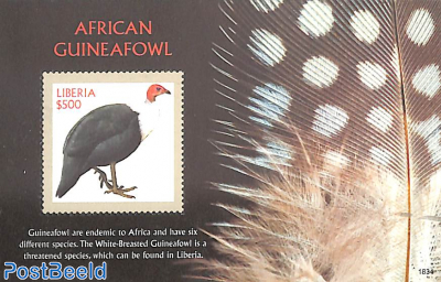 African Guinea Fowl s/s