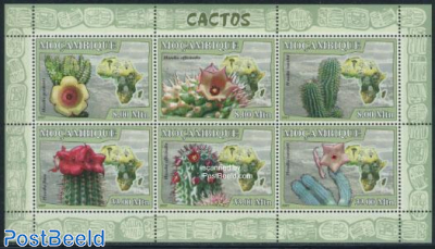 Cactus flowers 6v m/s