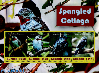 Spangled Cotinga 4v m/s