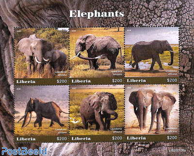 Elephants 6v m/s