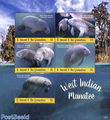 West Indian Manatee 5v m/s