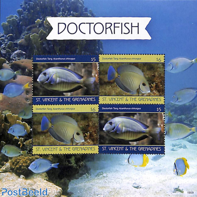 Doctorfish m/s