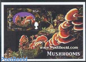 Mushroom s/s, Stereum ostrea